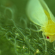 Una mosca blanca alimentándose de una planta.
